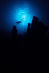 Diver flying over Alice in Wonderland, Bonaire. by Erich Reboucas 